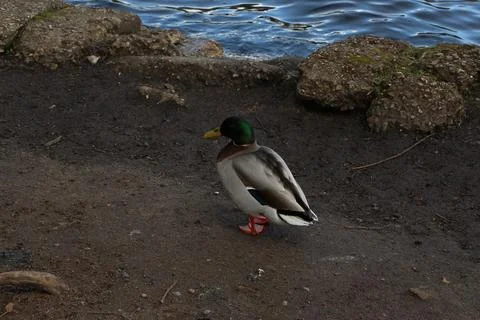 Mallards playing on the water in the river Stock Photos