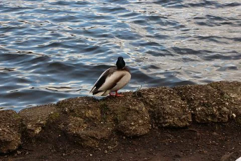 Mallards playing on the water in the river 스톡 사진