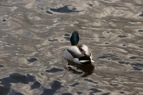 Mallards playing on the water in the river Stock Photos