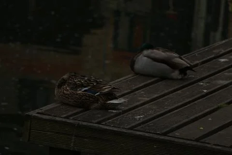 Mallards playing on the water in the river Stock Photos