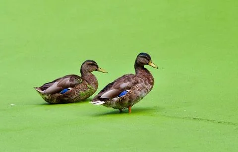 Mallards in Pond Weed Stock Photos