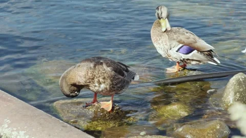 Mallards preen their feathers on the shore in the harbor 動画素材 274098067