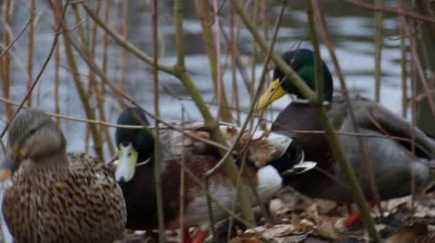 Mallards In Reeds 스톡 동영상 21865833