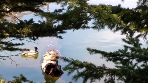 Mallards resting on a log 스톡 동영상 90870136