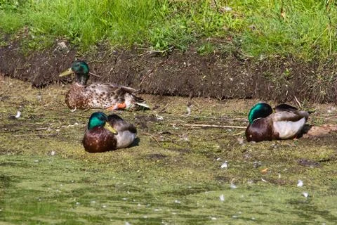 Mallards resting. Stock Photos