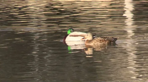 Mallards Resting on Pond Stock-Footage 33907867