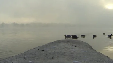 Mallards on river Stock Footage 70067084