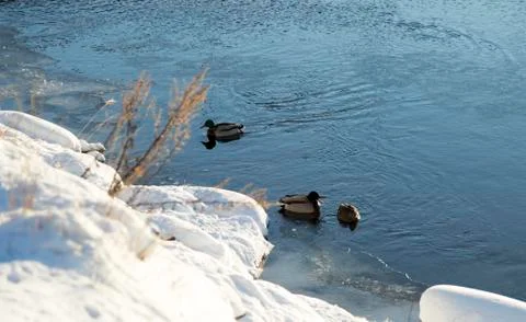 Mallards in River in Winter Stock-Fotos