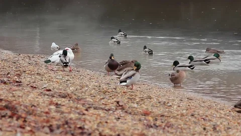 Mallards on riverside Stock Footage 70067020