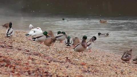 Mallards on riverside v2 Stock Footage 70067045