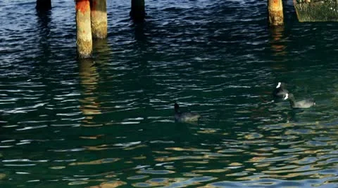 Mallards in the sea Stock Footage 10796865
