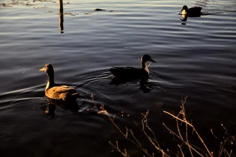 Mallards by the shore of a river at twilight Stock Photos