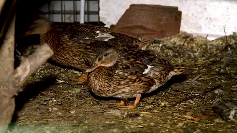 Mallards sitting in an aviary. Stock Footage 320997403