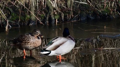 Mallards sitting on ice and clean her feathers, winter Stock Footage 93076317