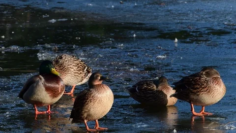 Mallards sitting on ice and clean her feathers, winter Stock Footage 104405928