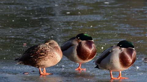 Mallards sitting on ice and sleep, winter Stock Footage 104332762