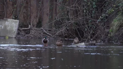 Mallards sitting an swimming in a river in winter Vidéo 283497893