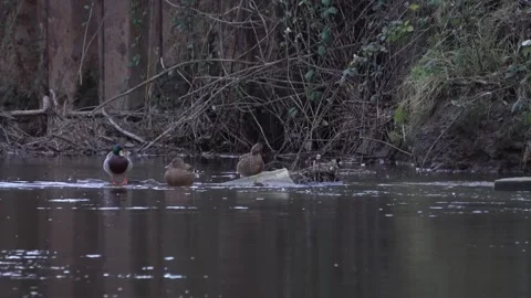 Mallards sitting an swimming in a river in winter Vidéo 283497900