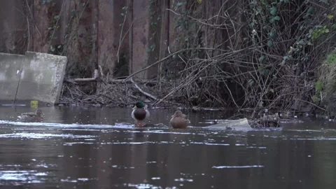 Mallards sitting an swimming in a river in winter Vidéo 283497936