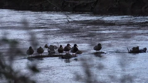 Mallards sitting an swimming in a river in winter Stock Footage 283497951