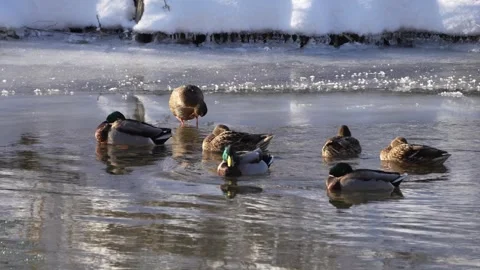 Mallards sitting an swimming in a river in winter 動画素材 283497979