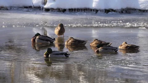 Mallards sitting an swimming in a river in winter Vidéo 283497991