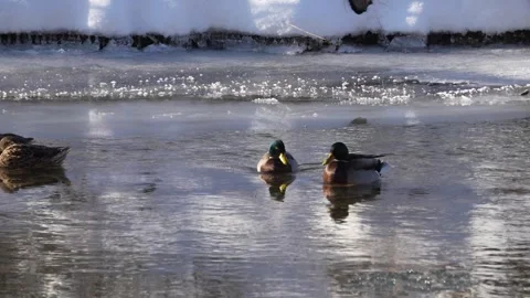 Mallards sitting an swimming in a river in winter Vidéo 283498003