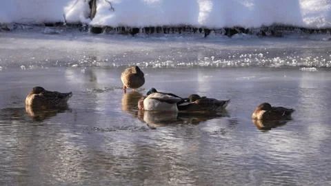 Mallards sitting an swimming in a river in winter Vidéo 283498006