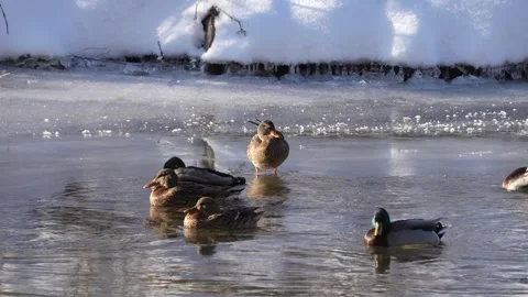 Mallards sitting an swimming in a river in winter Stock Footage 283498007