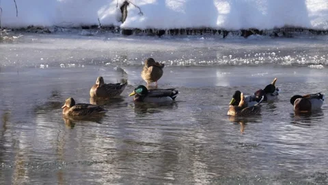Mallards sitting an swimming in a river in winter Vidéo 283498012