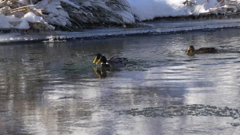Mallards sitting an swimming in a river in winter Vidéo 283498041