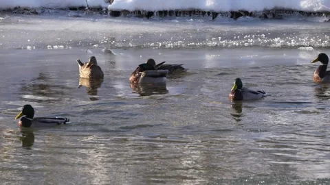 Mallards sitting an swimming in a river in winter Vidéo 283498055