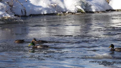 Mallards sitting an swimming in a river in winter Vidéo 283498062