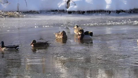 Mallards sitting an swimming in a river in winter Vidéo 283498067