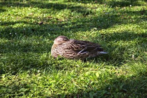 Mallards sleeping in the grass in a park Stock Photos