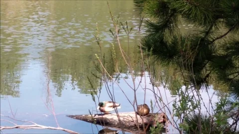 Mallards sleeping on a log 스톡 동영상 90870329