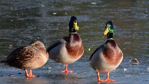 Mallards standing on ice and look, winter Stock Footage 104328464