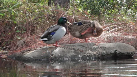 Mallards Stretch and Preen Stock Footage 138782252