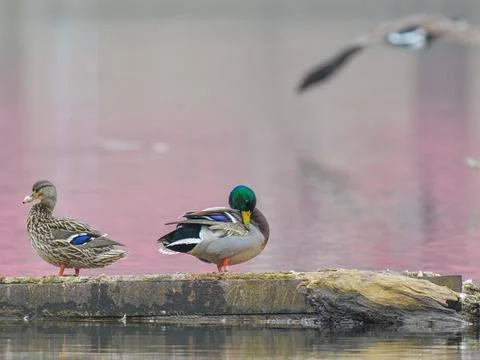 Mallards Sunset Stock Photos