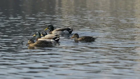 Mallards swim in the lake Stock Footage 161024871