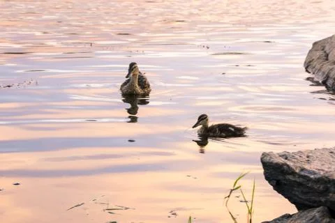 Mallards swiming Foto stock