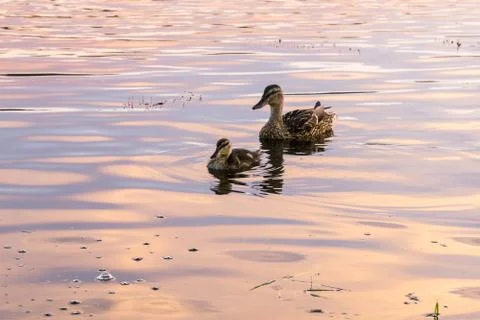 Mallards swiming Stock Photos
