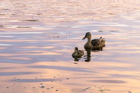 Mallards swiming Stock-Fotos