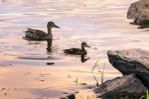 Mallards swiming 스톡 사진