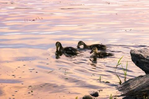 Mallards swiming Stock Photos