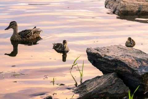 Mallards swiming Stock-Fotos