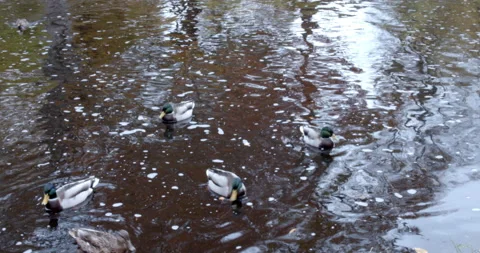 Mallards swimming about in pond 스톡 동영상 163340870