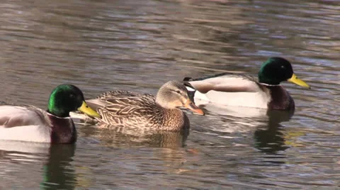 Mallards Swimming Vídeos de archivo 33738176
