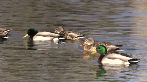 Mallards Swimming Vídeos de archivo 33738883