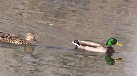Mallards Swimming Vídeos de archivo 36142622